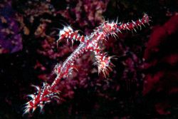 Ghost Pipefish; Loloata Island, PNG.  Housed Nikon F, 55m... by Rick Tegeler 